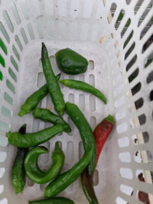 image2_7.jpeg